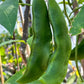 15 CHRISTMAS LIMA BEAN Calico Chestnut Phaseolus Lunatus Legume Vegetable Seeds