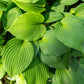 10 HOSTA ELEGANS Shade Lover Flower Seeds