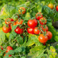 500 BULK Dwarf Cherry TOMATO TINY TIM Solanum Lycoperscium Red Fruit Seeds