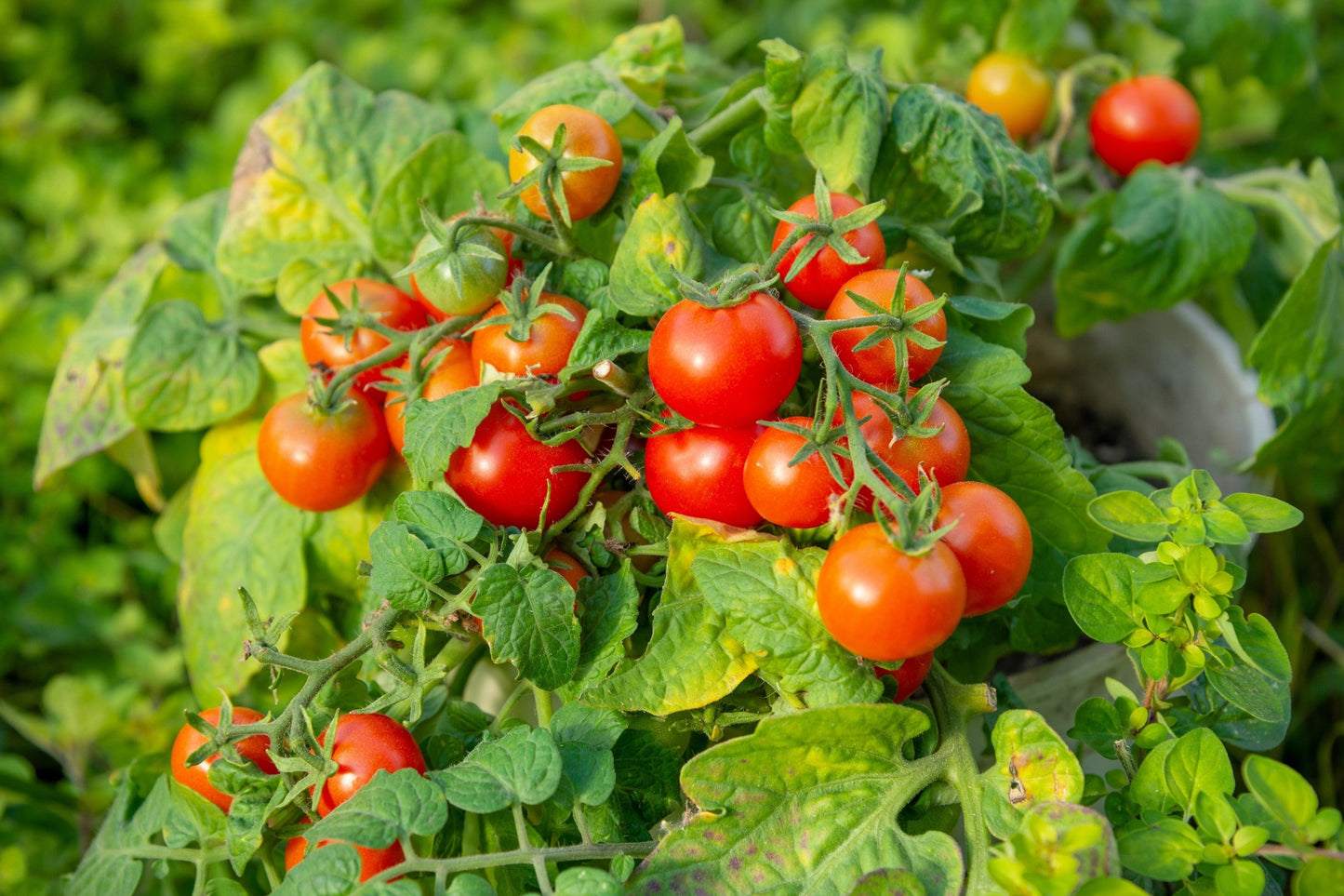 30 Dwarf Cherry TOMATO TINY TIM Solanum Lycoperscium Red Fruit Seeds