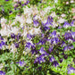 100 MIXED EUROPEAN COLUMBINE Aquilegia Flower Seeds