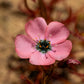 10 CARNIVOROUS SUNDEW PLANT Drosera Flower Seeds