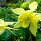 50 MCKANAS GIANT COLUMBINE Mixed Colors Aquilegia Hybrida Flower Seeds