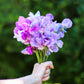60 Mixed Colors SWEET PEA ROYAL Family Mix Lathyrus Odoratus Flower Vine Seeds