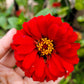 250 Red CHERRY QUEEN ZINNIA Elegans Flower Seeds