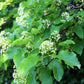20 Tatarian FLAME MAPLE TREE Red Acer Tataricum Seeds