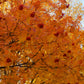 20 ASH TREE Mountain / Amur / Rowan - Sorbus Aucuparia Seeds