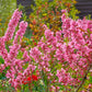 5 DWARF RUSSIAN ALMOND Prunus Tenella Rose Red Pink Fragrant Flower Shrub Seeds