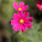 300 Wine Red TETRA VERSAILLES COSMOS Bipinnatus Hummingbird Flower Seeds