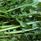 800 EMERALD CATALOGNA ENDIVE Italian Chicory Cichorium Endivia Seeds