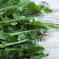 250 CICORIA CATALOGNA Puntarelle Chicorium Chicory Vegetable Seeds