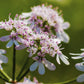 250 LEISURE CILANTRO / CORIANDER Coriandrum Sativum Herb Vegetable Seeds