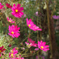 300 Wine Red TETRA VERSAILLES COSMOS Bipinnatus Hummingbird Flower Seeds