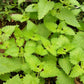 1000 HEIRLOOM CATNIP Nepeta Cataria Herb Flower Seeds