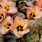10 PORTIA TREE Yellow Pink Purple Flowers Change Color Pacific Rosewood Tulip Thespesia Populnea Seeds