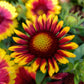 100 ARIZONA SUN GAILLARDIA Pulchella Indian Blanket Flower Seeds
