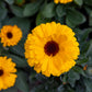 500 PACIFIC Beauty YELLOW MARIGOLD Calendula Officinalis Flower Seeds