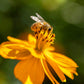 300 YELLOW SULPHUR COSMOS Bipinnatus Flower Seeds