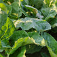 1000 PREMIER KALE Early Hanover Brassica Oleracea Greens Vegetable Seeds