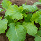 1000 Dwarf ESSEX RAPE KALE Rapeseed Brassica Napus Vegetable Seeds