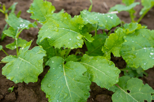 1000 Dwarf ESSEX RAPE KALE Rapeseed Brassica Napus Vegetable Seeds