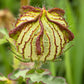 10 SIMPLY LOVE HIBISCUS (Flower of the Hour / Baldder Hibiscus) Hibiscus Trionum Flower Seeds