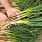 300 Evergreen NEBUKA BUNCHING ONION Japanese Allium Fistulosum Vegetable Seeds