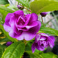 100 Mixed Colors DOUBLE CAMELLIA IMPATIENS (Balsam / Lady Slipper / Touch Me Not) Impatiens Balsamina Flower Seeds