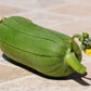 25 LUFFA SPONGE GOURD (Vegetable Sponge / Smooth Luffa / Sponge Loofa / Climbing Okra / Dishrag Gourd) Luffa Cylindrica Vine Seeds