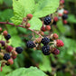 25 TRAILING BLACKBERRY Pacific Rubus Ursinus Vining Shrub Fruit Berry Seeds