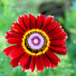 250 TRICOLOR PAINTED DAISY (Pyrenthrum Daisy) Chrysanthemum Carinatum Flower Seeds