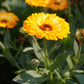 500 PACIFIC Beauty YELLOW MARIGOLD Calendula Officinalis Flower Seeds