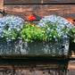 200 BLUE SPLASH LOBELIA Regatta Blue & White Erinus Flower Seeds