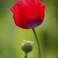 100 RED TULIP POPPY Papaver Glaucum Flower Seeds