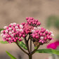 20 CINDERELLA MILKWEED Asclepias Incarnata Flower Seeds