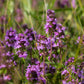 100 MOTHER OF THYME aka Lemon Broadleaved Large Thyme Thymus Pulegioides Herb Pink Flower Seeds