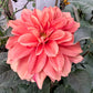 20 Dwarf Mixed Colors REDSKIN DAHLIA Variabilis Red Skin Mix Bicolor Flower Seeds