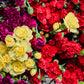 100 RAINBOW CARNATION Mix Mixed Colors Dianthus Caryophyllus Flower Seeds