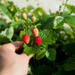 100 VESCA BARON STRAWBERRY Solemacher Berry Fragari Fruit Seeds