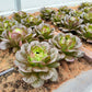 3000 CIMMARON Red ROMAINE LETTUCE Lactuca Sativa Vegetable Seeds