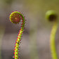 10 CARNIVOROUS SUNDEW PLANT Drosera Flower Seeds