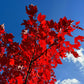 25 Scarlet CAROLINA RED MAPLE Tree Acer Rubrum Seeds