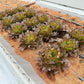 3000 CIMMARON Red ROMAINE LETTUCE Lactuca Sativa Vegetable Seeds