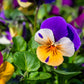 250 JOHNNY JUMP UP Helen Mount Violet Viola Tricolor Flower Seeds