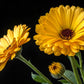 500 Mixed Colors FANCY MIX Pot MARIGOLD Calendula Officinalis Flower Seeds