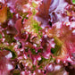 3000 RUBY LEAF LETTUCE Red Loose Leaf Heirloom Lactuca Sativa Vegetable Seeds