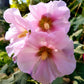 25 PALE PINK HOLLYHOCK Light Alcea Rosea Flower Seeds Perennial