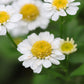 300 FEVERFEW Tanacetum Parthenium Herb Flower Seeds