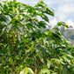 15 ARABICA COFFEE Tree Shrub Seeds - Grow your own coffee!