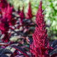 250 BURGUNDY AMARANTHUS Hypochondriacus Amaranth Grain Vegetable Flower Seeds